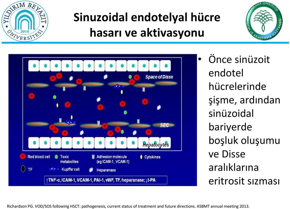 hücrelerinde şişme, ardından sinüzoidal