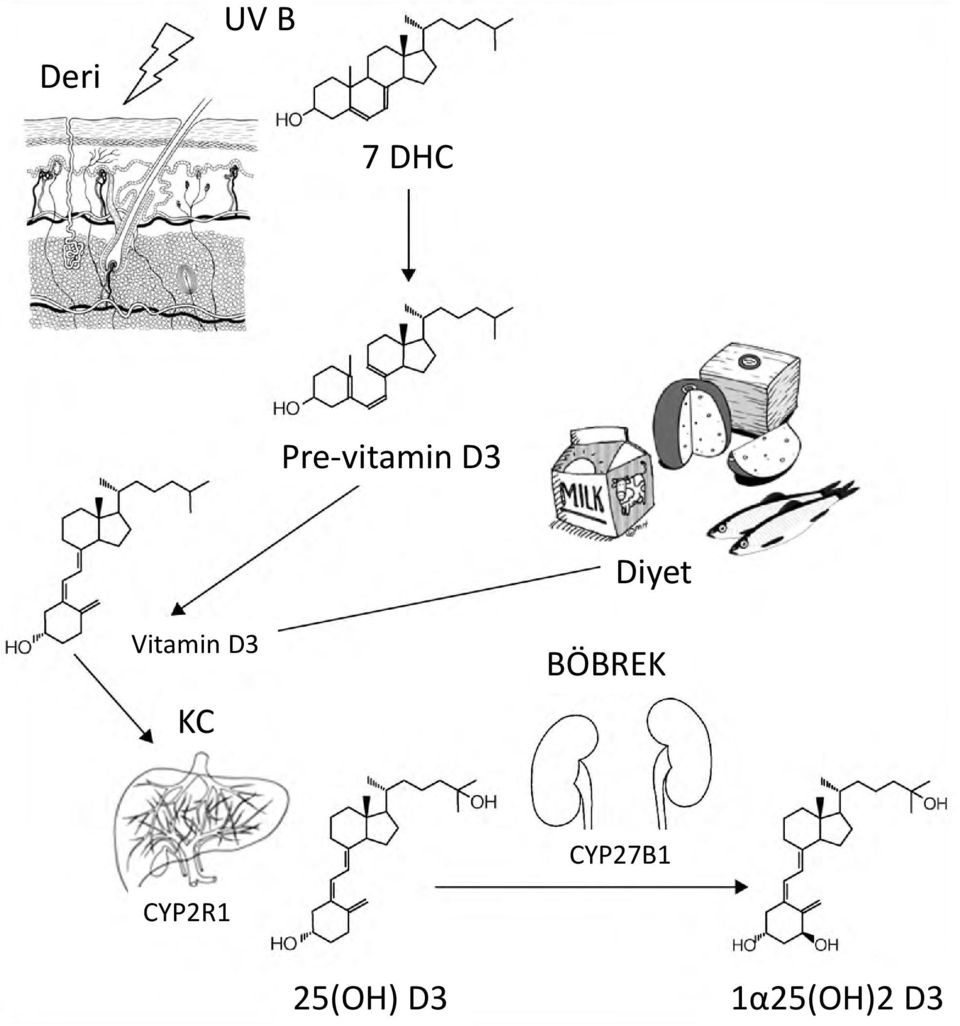 Vitamin D3 KC BÖBREK