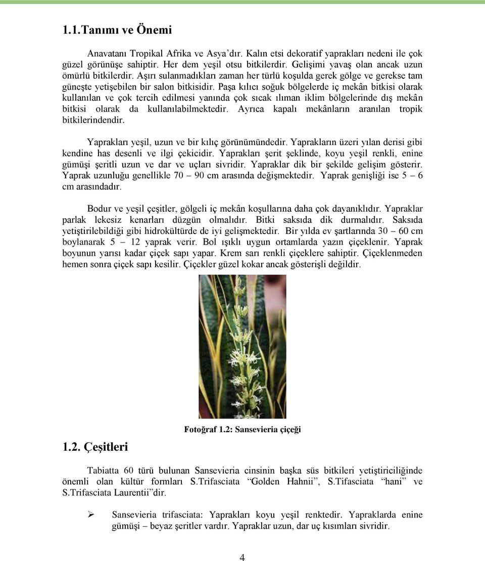 Paşa kılıcı soğuk bölgelerde iç mekân bitkisi olarak kullanılan ve çok tercih edilmesi yanında çok sıcak ılıman iklim bölgelerinde dış mekân bitkisi olarak da kullanılabilmektedir.