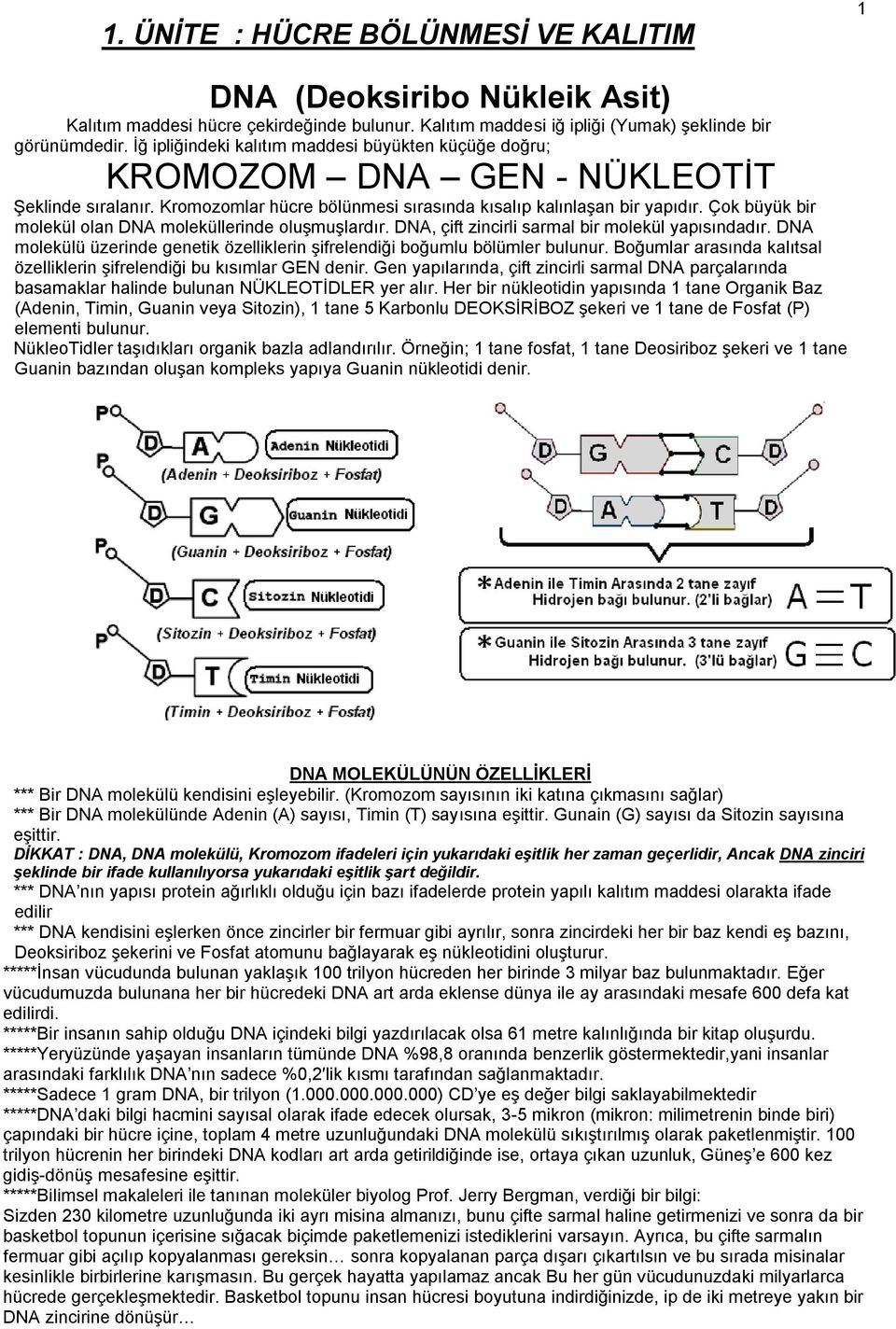 Çok büyük bir molekül olan DNA moleküllerinde oluģmuģlardır. DNA, çift zincirli sarmal bir molekül yapısındadır. DNA molekülü üzerinde genetik özelliklerin Ģifrelendiği boğumlu bölümler bulunur.