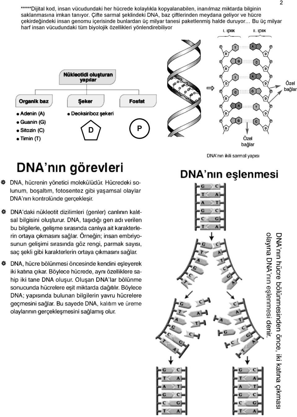 Çifte sarmal Ģeklindeki DNA, baz çiftlerinden meydana geliyor ve hücre çekirdeğindeki insan