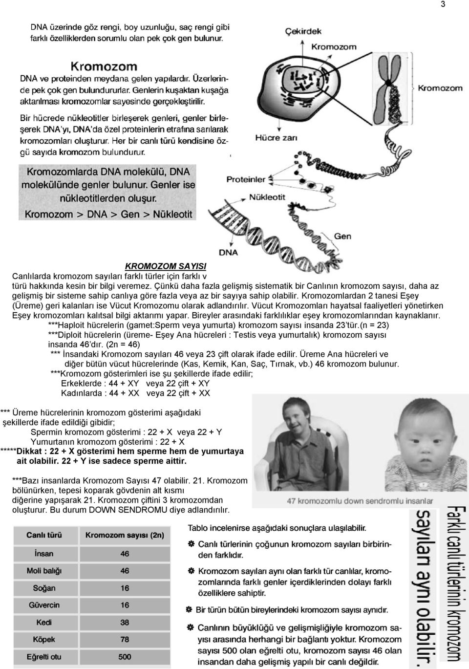 Kromozomlardan 2 tanesi EĢey (Üreme) geri kalanları ise Vücut Kromozomu olarak adlandırılır. Vücut Kromozomları hayatsal faaliyetleri yönetirken EĢey kromozomları kalıtsal bilgi aktarımı yapar.