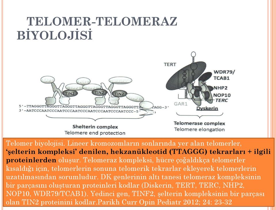 Telomeraz kompleksi, hücre çoğaldıkça telomerler kısaldığı için, telomerlerin sonuna telomerik tekrarlar ekleyerek telomerlerin uzatılmasından sorumludur.