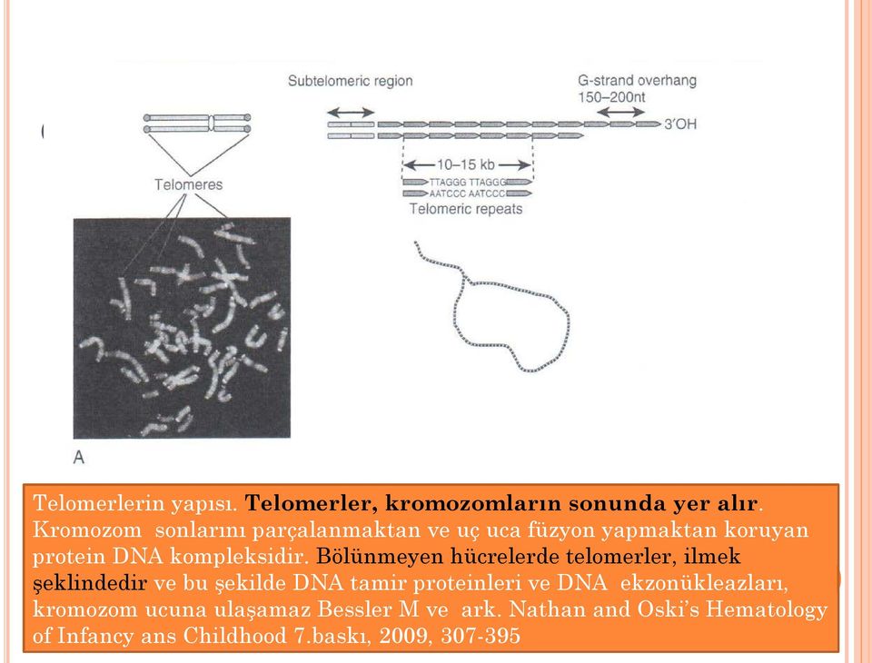 Bölünmeyen hücrelerde telomerler, ilmek şeklindedir ve bu şekilde DNA tamir proteinleri ve DNA