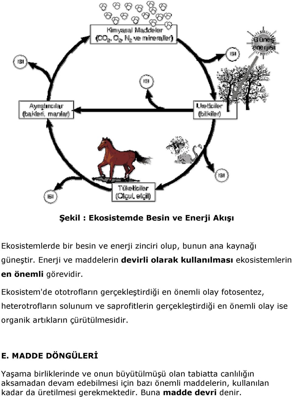 Ekosistem'de ototrofların gerçekleştirdiği en önemli olay fotosentez, heterotrofların solunum ve saprofitlerin gerçekleştirdiği en önemli olay ise