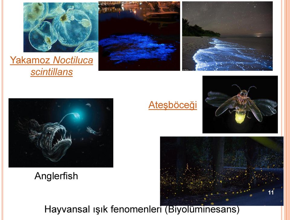 Anglerfish 11 Hayvansal