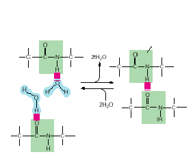 Amino asitlerin su ile oluşturdukları H-Bağları Bu iyonik gruplar globuler proteinlerin suya dönük yüzeylerinde daha çok görülür ve hidrojen bağları veya dipol etkileşimleri sonucu su molekülleri ile