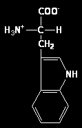 Fenilalanin Phe (F) Tirozin Tyr
