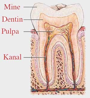Diş minesi altıgen apatit kristalleri şeklinde düzenlenmiştir. Minenin yapısına giren kalsiyum tuzları, organik diş maketi üzerinde yavaş yavaş çökelerek birikir ve kristalleşir.