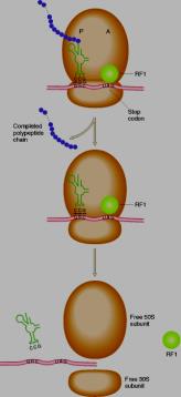 Translokasyon işleminde ribozomlar hareket eder (mrna hareket etmez) Her taşınma basamağında ribozom 3 nükleotit ilerleyerek A bölgesi üzerindeki yeni bir kodonla eşleşir.