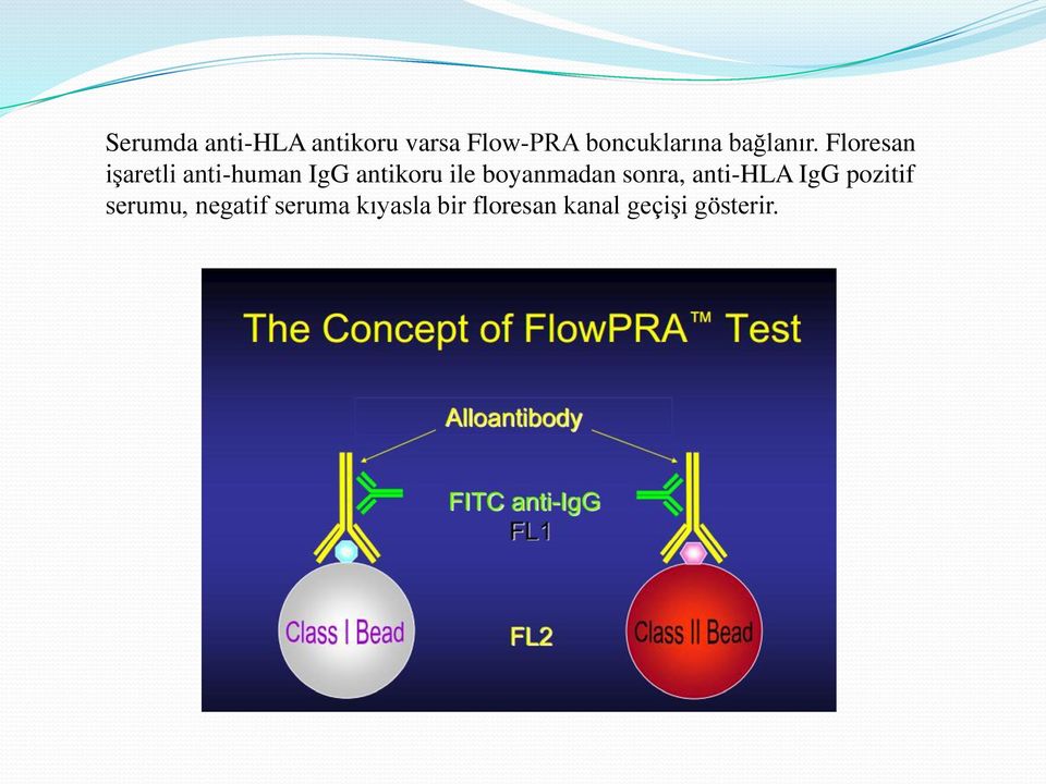 Floresan işaretli anti-human IgG antikoru ile