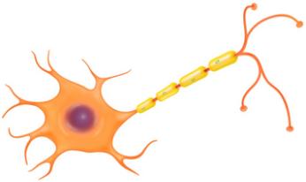 Sinir hücreleri bir ağ gibi birbirlerine bağlanarak sinirleri oluşturur. Sinir hücresi Sinir sistemi, merkezî sinir sistemi ve çevresel sinir sistemi olmak üzeri iki kısımda incelenebilir.