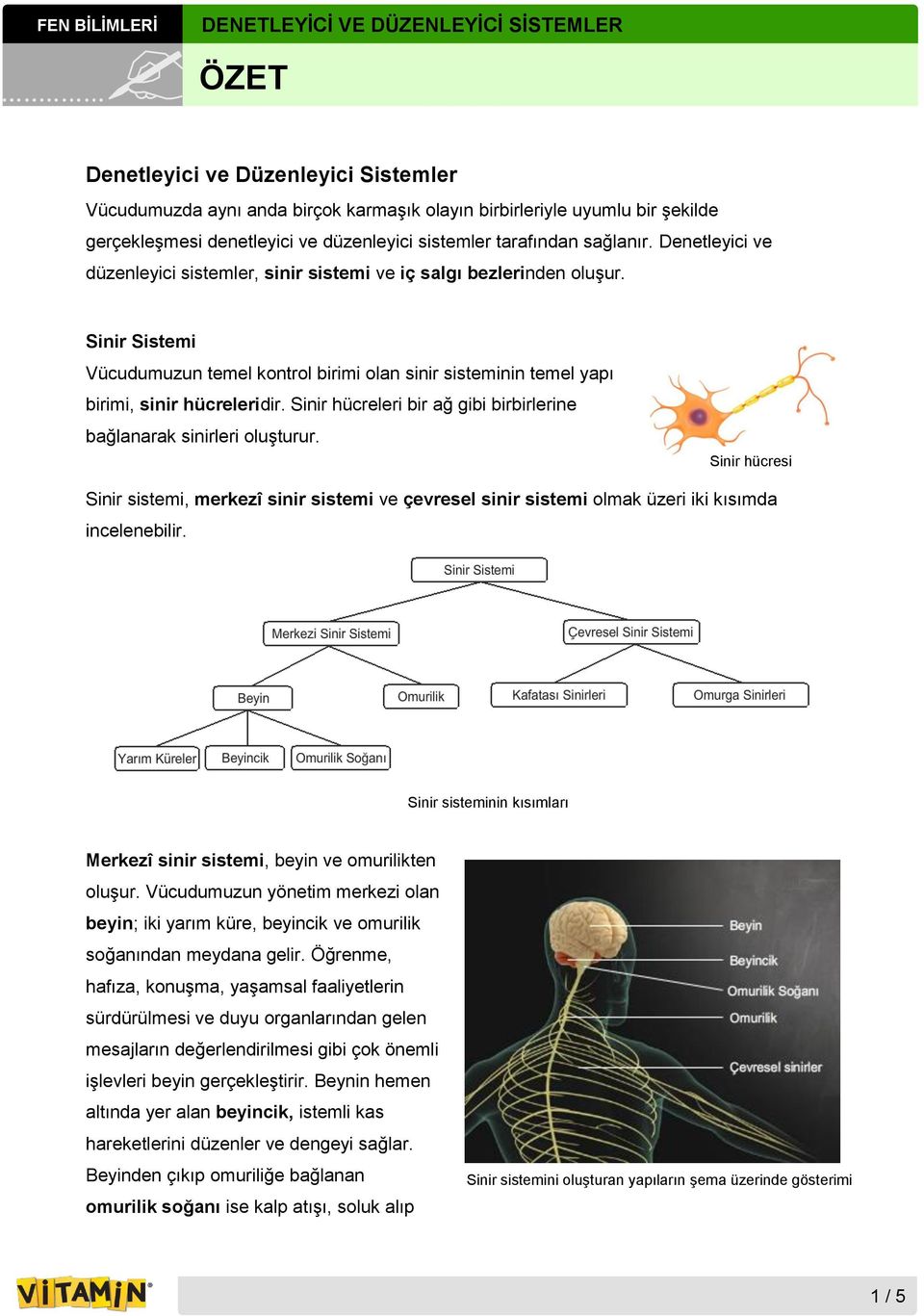 Sinir hücreleri bir ağ gibi birbirlerine bağlanarak sinirleri oluşturur. Sinir hücresi Sinir sistemi, merkezî sinir sistemi ve çevresel sinir sistemi olmak üzeri iki kısımda incelenebilir.