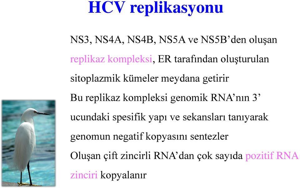 genomik RNA nın 3 ucundaki spesifik yapı ve sekansları tanıyarak genomun negatif