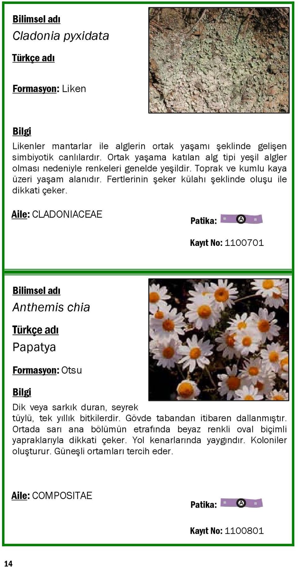 Fertlerinin şeker külahı şeklinde oluşu ile dikkati çeker.