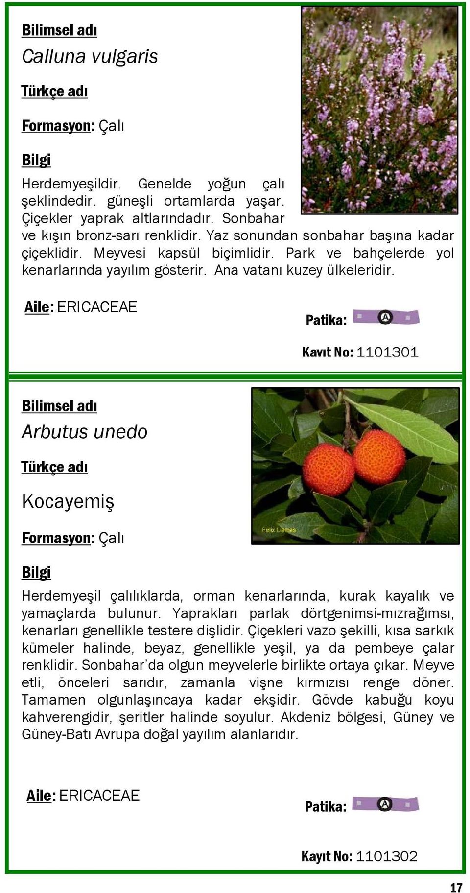 Aile: ERICACEAE Kayıt No: 1101301 Arbutus unedo Kocayemiş Formasyon: Çalı Herdemyeşil çalılıklarda, orman kenarlarında, kurak kayalık ve yamaçlarda bulunur.