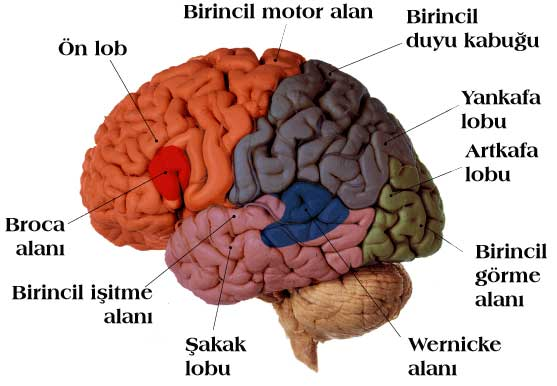 ÖN BEYİN: Bu bölümde talamus, hipotalamus, limbik sistem gibi yapılar mevcuttur. Talamus tıpkı bir elçi gibi duyu organlarından gelen mesajları kortekse iletmekle yükümlüdür.