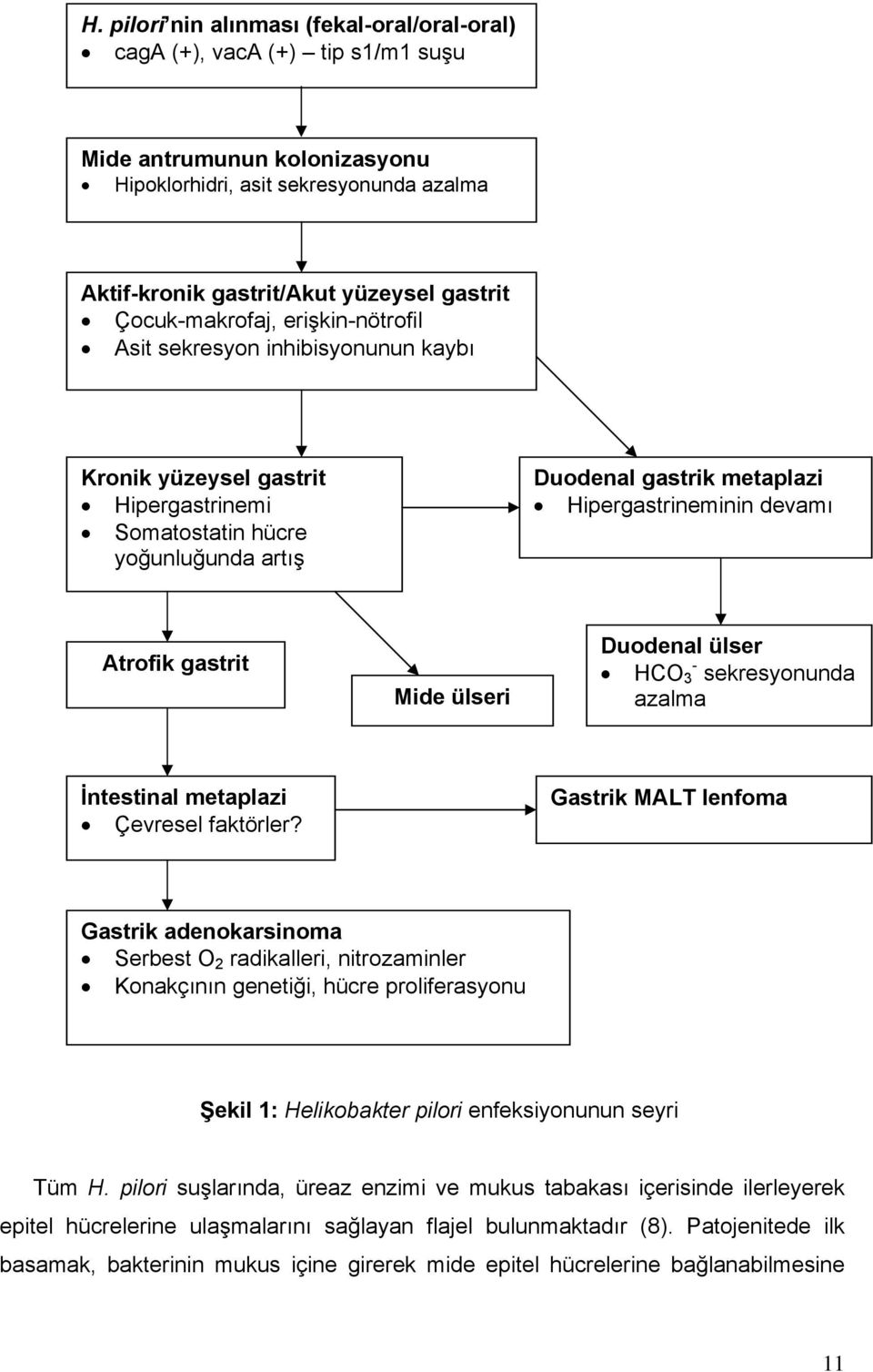 Atrofik gastrit Mide ülseri Duodenal ülser HCO - 3 sekresyonunda azalma İntestinal metaplazi Çevresel faktörler?