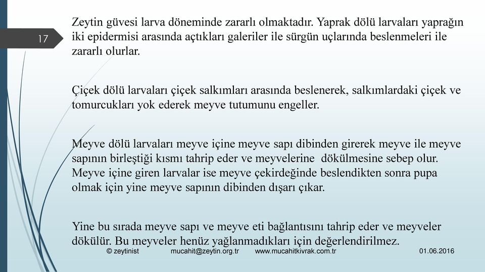 Meyve dölü larvaları meyve içine meyve sapı dibinden girerek meyve ile meyve sapının birleştiği kısmı tahrip eder ve meyvelerine dökülmesine sebep olur.