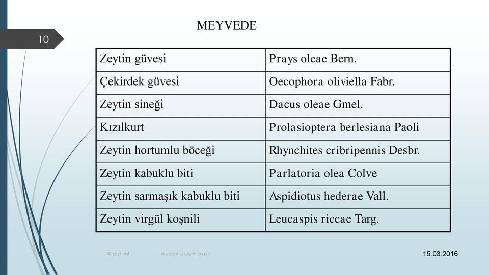 Prolasioptera berlesiana Paoli Zeytin hortumlu böceği Zeytin kabuklu biti Zeytin