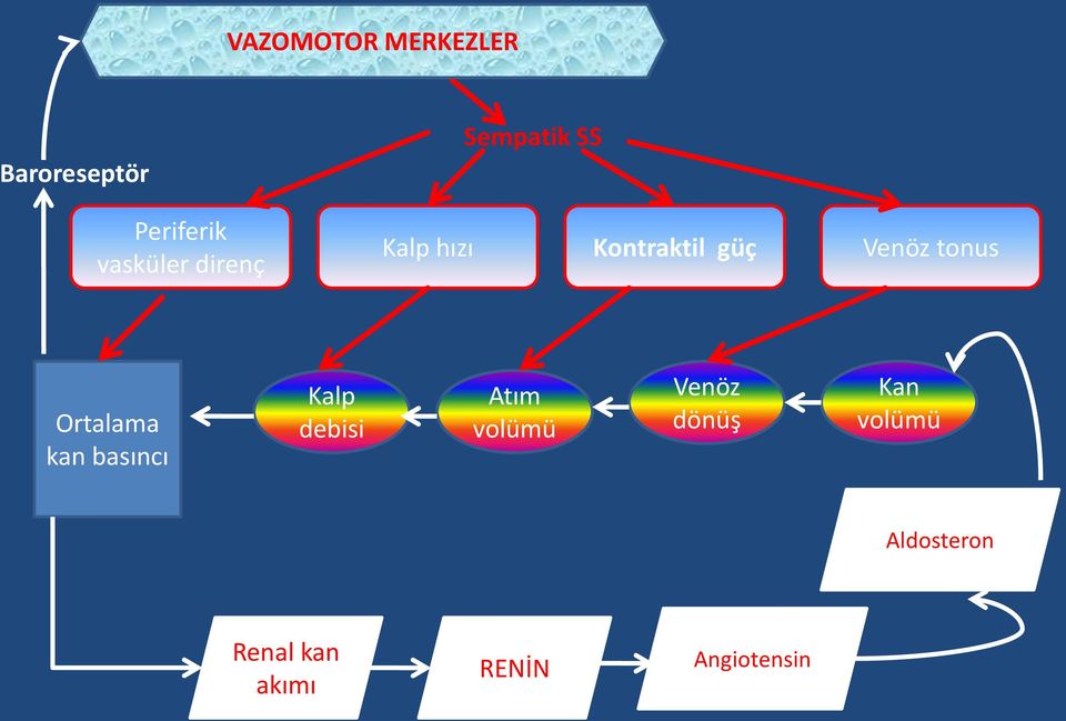 Ortalama kan basıncı Kalp debisi Atım volümü Venöz