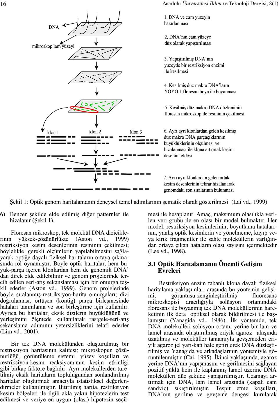 Kesilmiş düz makro DNA düzleminin floresan mikroskop ile resminin çekilmesi klon 1 klon 2 klon 3 6.