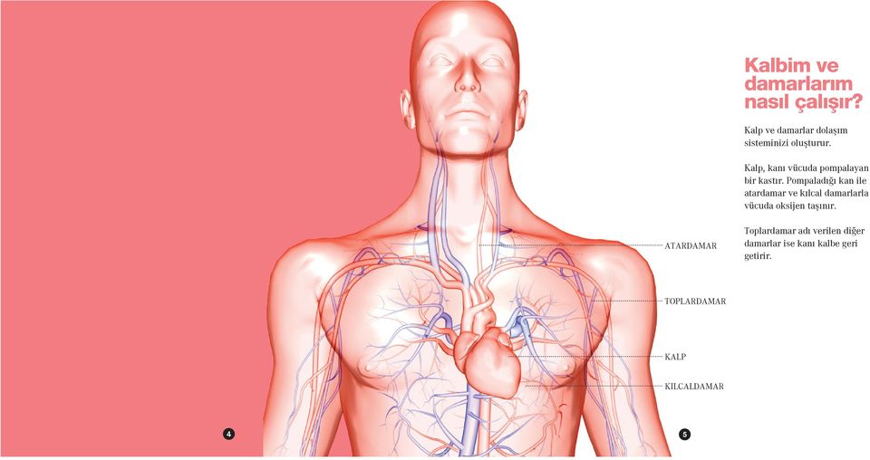 Kalp, kanı vücuda pompalayan bir kastır.