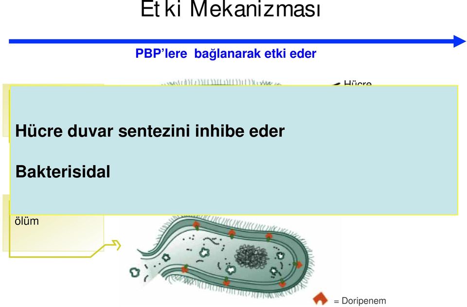 sentezini inhibe eder Bakterisidal Hücre lizisi ve