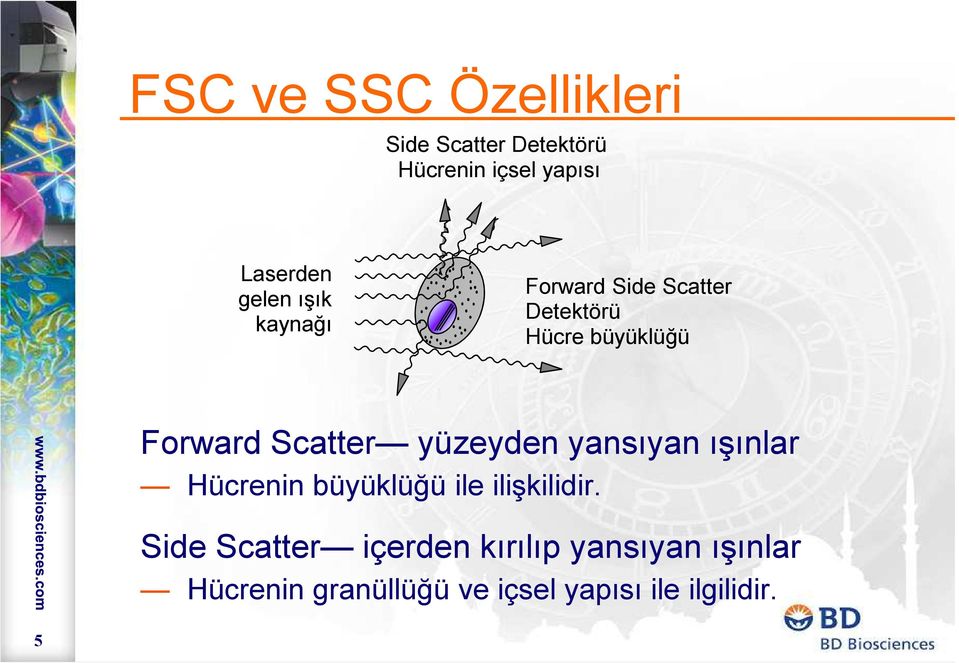 Scatter yüzeyden yansıyan ışınlar Hücrenin büyüklüğü ile ilişkilidir.