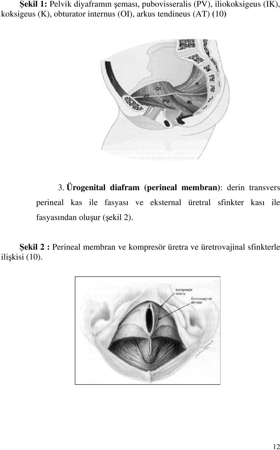 Ürogenital diafram (perineal membran): derin transvers perineal kas ile fasyası ve eksternal