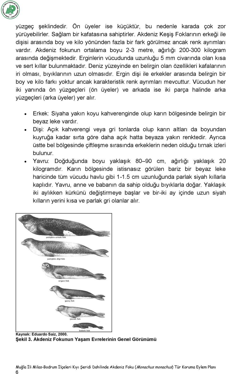 Akdeniz fokunun ortalama boyu 2-3 metre, ağırlığı 200-300 kilogram arasında değişmektedir. Erginlerin vücudunda uzunluğu 5 mm civarında olan kısa ve sert kıllar bulunmaktadır.