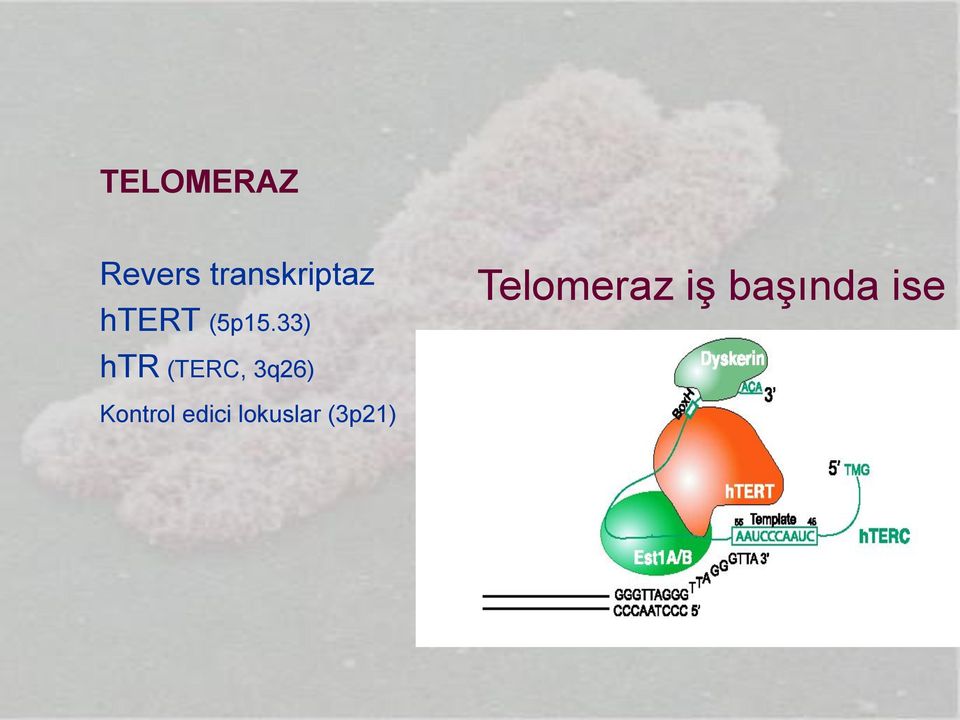 33) Telomeraz iş başında ise