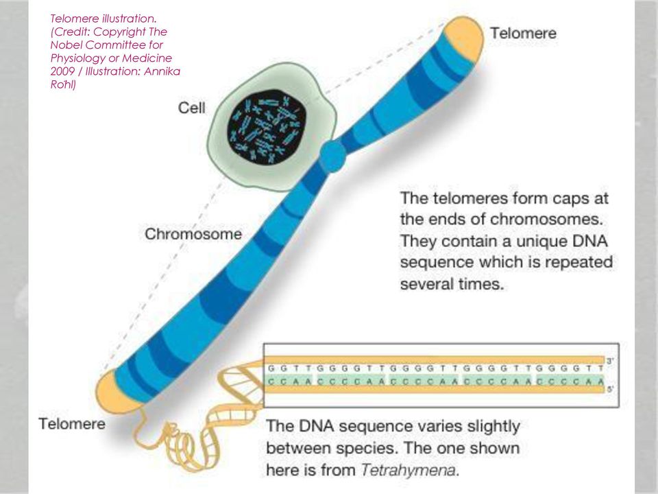 Ödül, kromozomların telomer ve telomeraz ile nasıl korunduğunun bulunması alanında yaptıkları çalışmalarla üç araştırıcıya UCSF den Elizabeth Blackburn, Johns Hopkins den Carol Greider ve Harvard