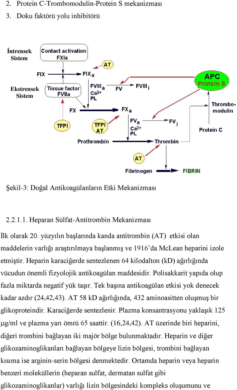 Heparin karaciğerde sentezlenen 64 kilodalton (kd) ağırlığında vücudun önemli fizyolojik antikoagülan maddesidir. Polisakkarit yapıda olup fazla miktarda negatif yük taşır.