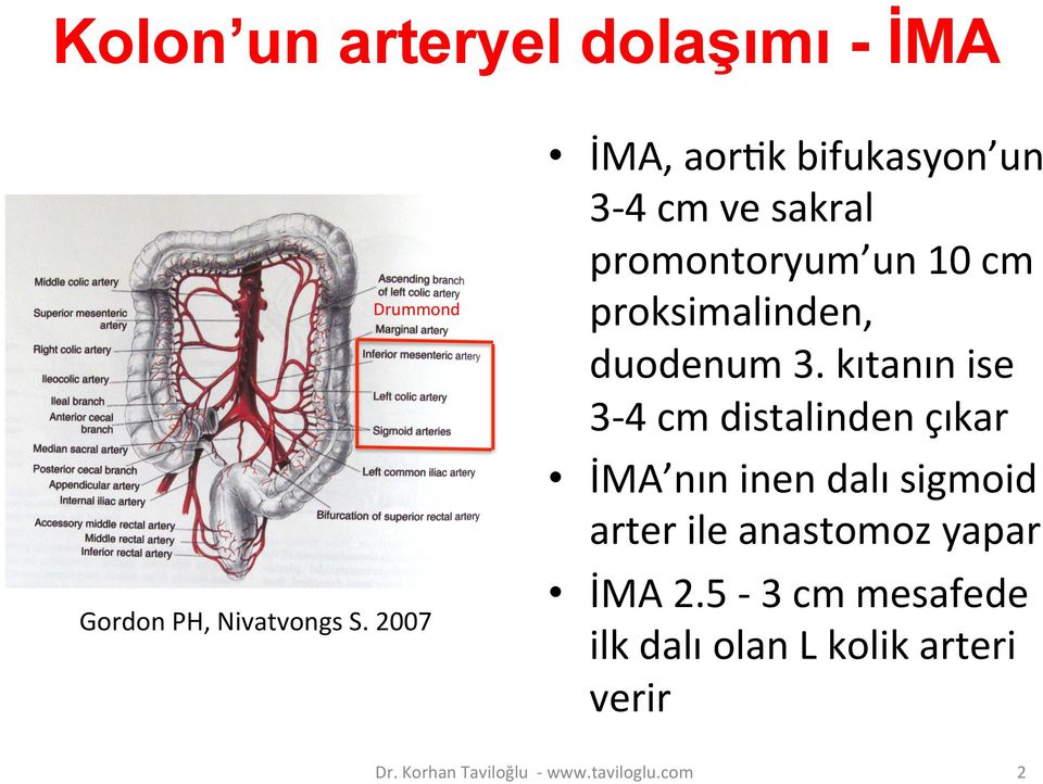 duodenum 3.