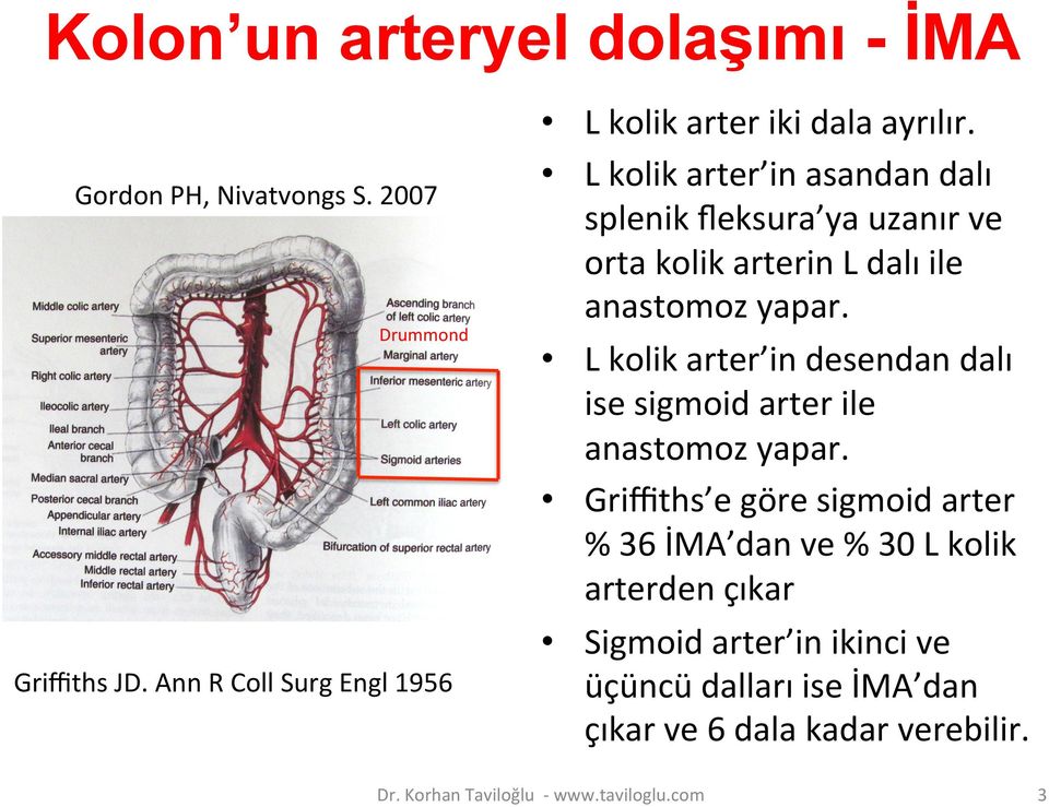 L kolik arter in asandan dalı splenik ﬂeksura ya uzanır ve orta kolik arterin L dalı ile anastomoz yapar.
