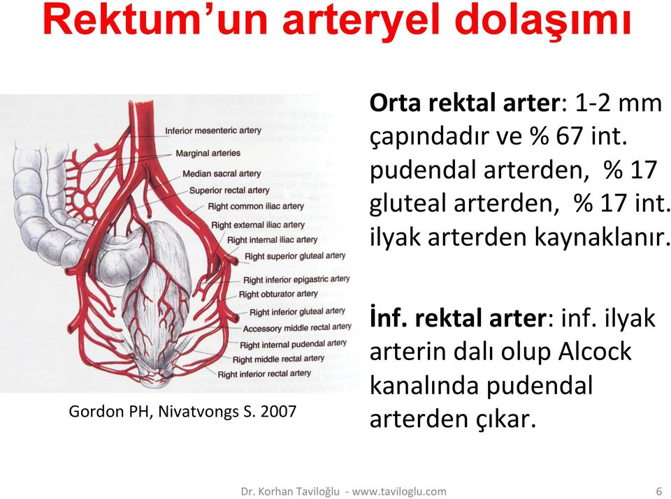 pudendal arterden, % 17 gluteal arterden, % 17 int. ilyak arterden kaynaklanır.