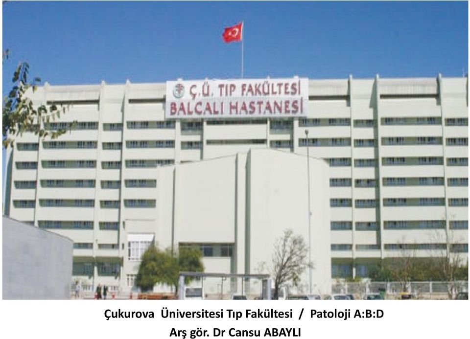 Fakültesi /