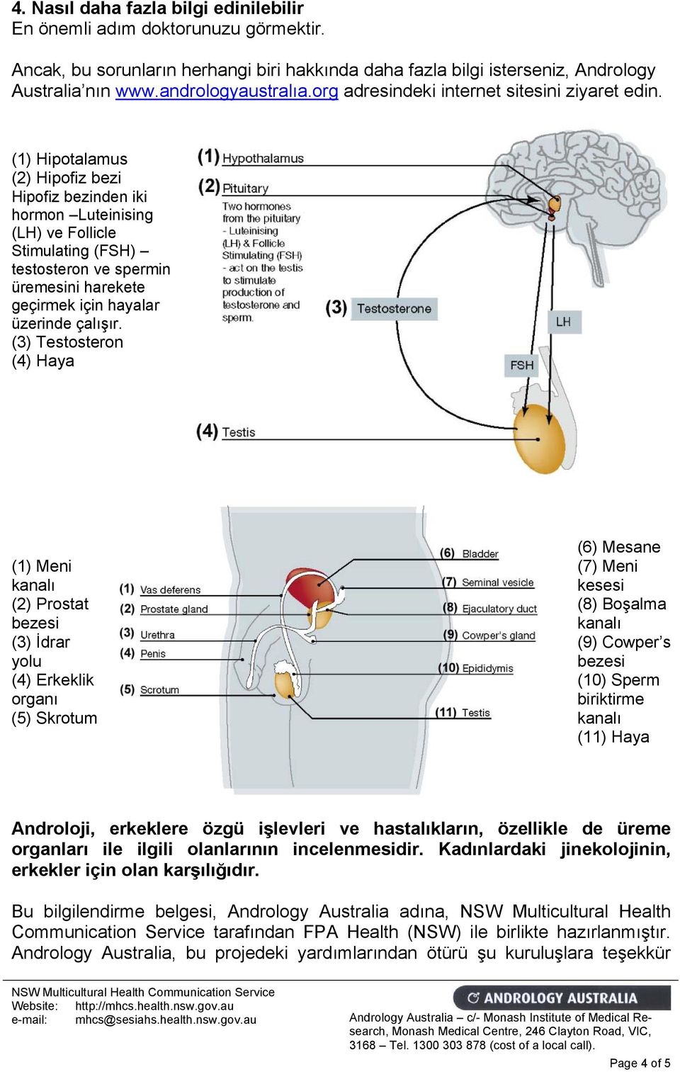 (1) Hipotalamus (2) Hipofiz bezi Hipofiz bezinden iki hormon Luteinising (LH) ve Follicle Stimulating (FSH) testosteron ve spermin üremesini harekete geçirmek için hayalar üzerinde çalışır.