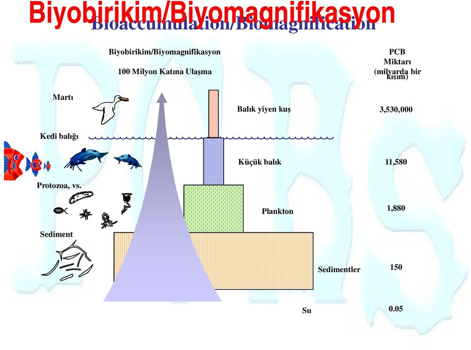 (milyarda bir kısım) Martı Balık yiyen kuş 3,530,000 Kedi balığı