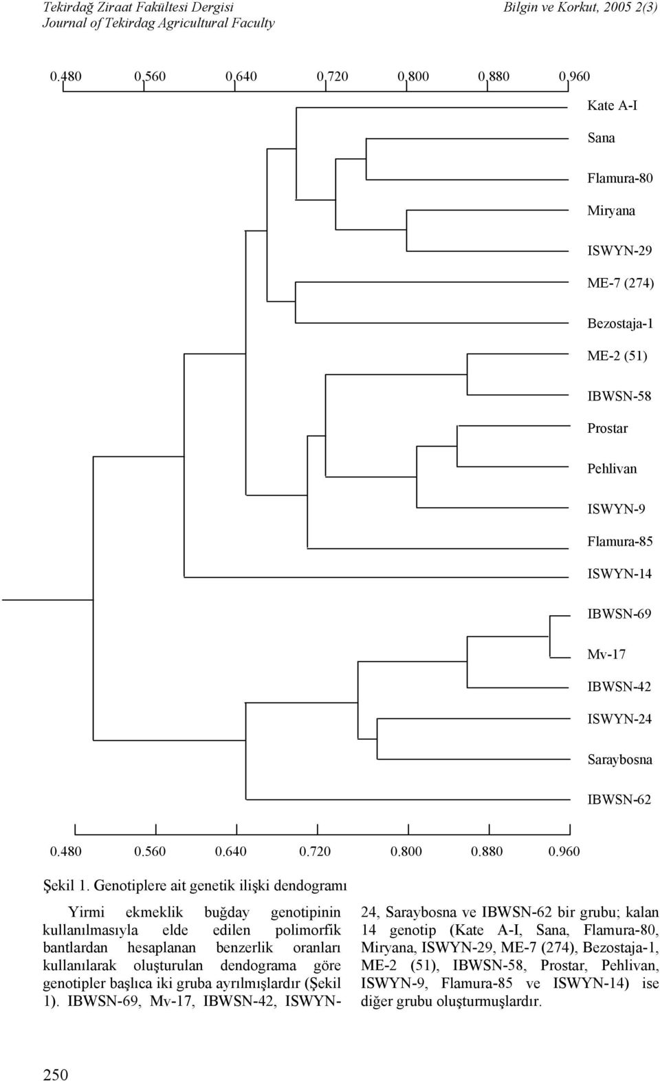Genotiplere ait genetik ilişki dendogramı Yirmi ekmeklik buğday genotipinin kullanılmasıyla elde edilen polimorfik bantlardan hesaplanan benzerlik oranları kullanılarak oluşturulan dendograma göre