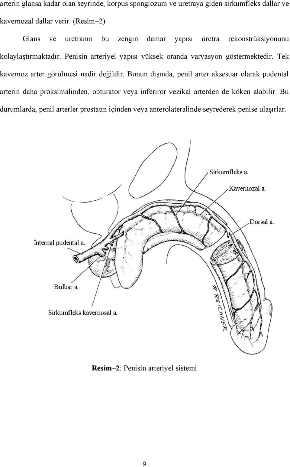 Penisin arteriyel yapısı yüksek oranda varyasyon göstermektedir. Tek kavernoz arter görülmesi nadir değildir.