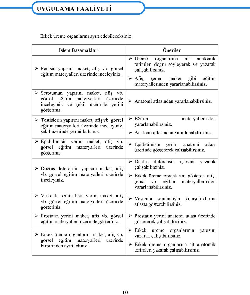 görsel eğitim materyalleri üzerinde inceleyiniz, Ģekil üzerinde yerini bulunuz. Epididimisin yerini maket, afiģ vb. görsel eğitim materyalleri üzerinde gösteriniz.