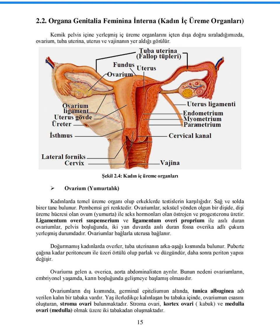 Pembemsi gri renktedir. Ovariumlar, seksüel yönden olgun bir diģide, diģi üreme hücresi olan ovum (yumurta) ile seks hormonları olan östrojen ve progesteronu üretir.