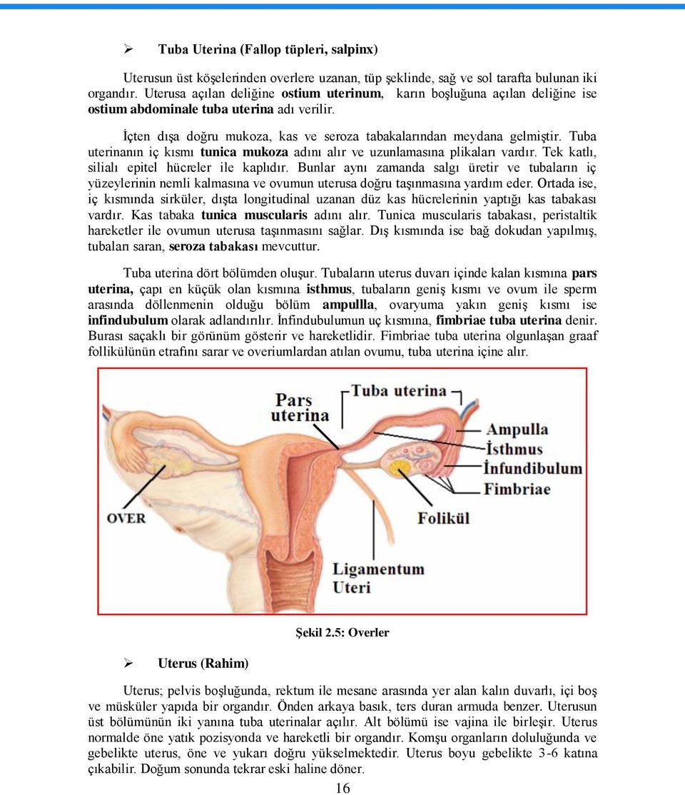 Tuba uterinanın iç kısmı tunica mukoza adını alır ve uzunlamasına plikaları vardır. Tek katlı, silialı epitel hücreler ile kaplıdır.