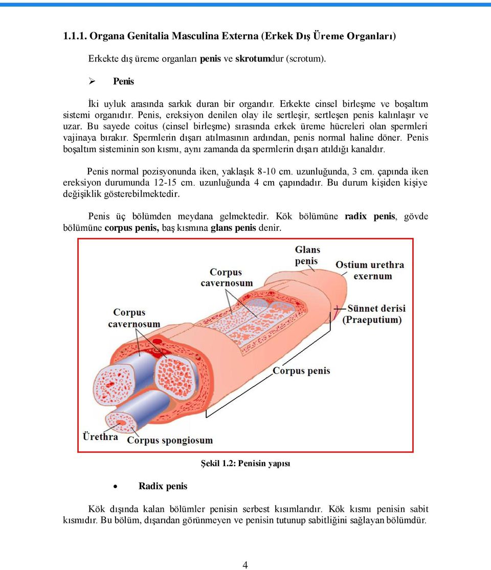 Bu sayede coitus (cinsel birleģme) sırasında erkek üreme hücreleri olan spermleri vajinaya bırakır. Spermlerin dıģarı atılmasının ardından, penis normal haline döner.