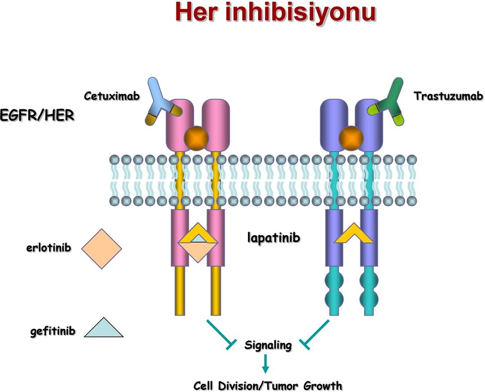 erlotinib lapatinib