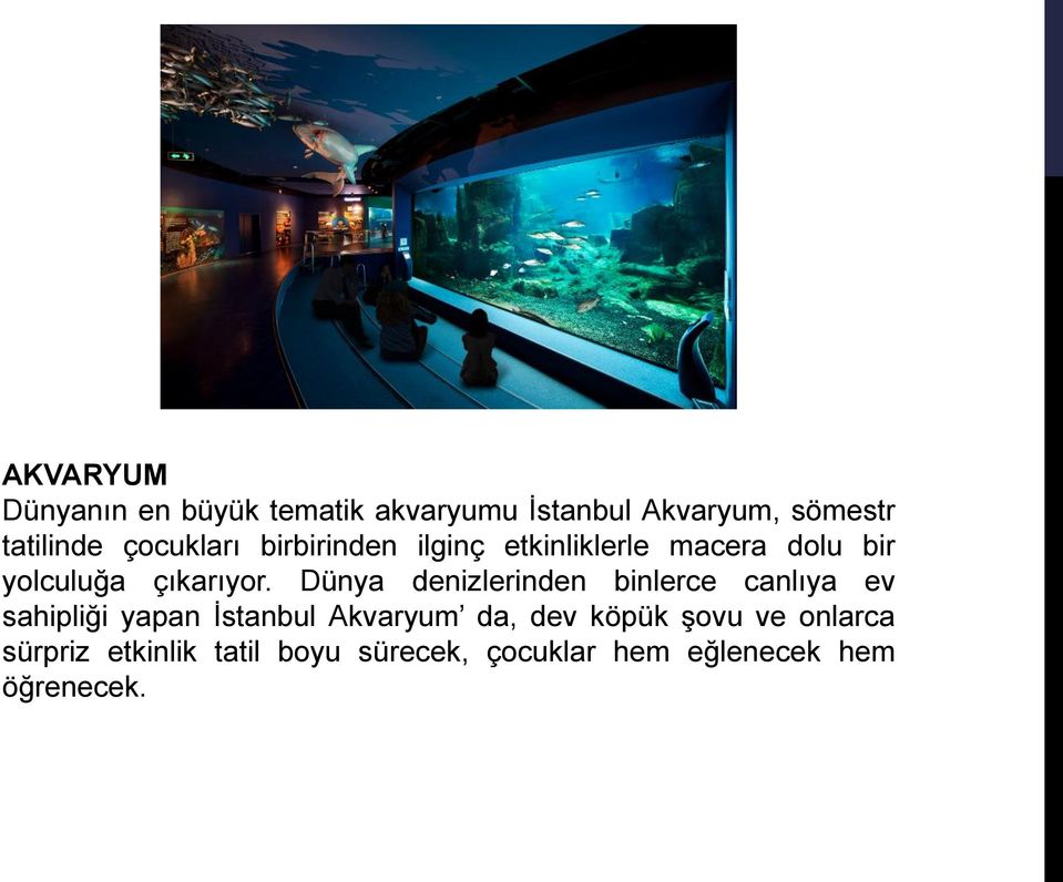 Dünya denizlerinden binlerce canlıya ev sahipliği yapan İstanbul Akvaryum da, dev