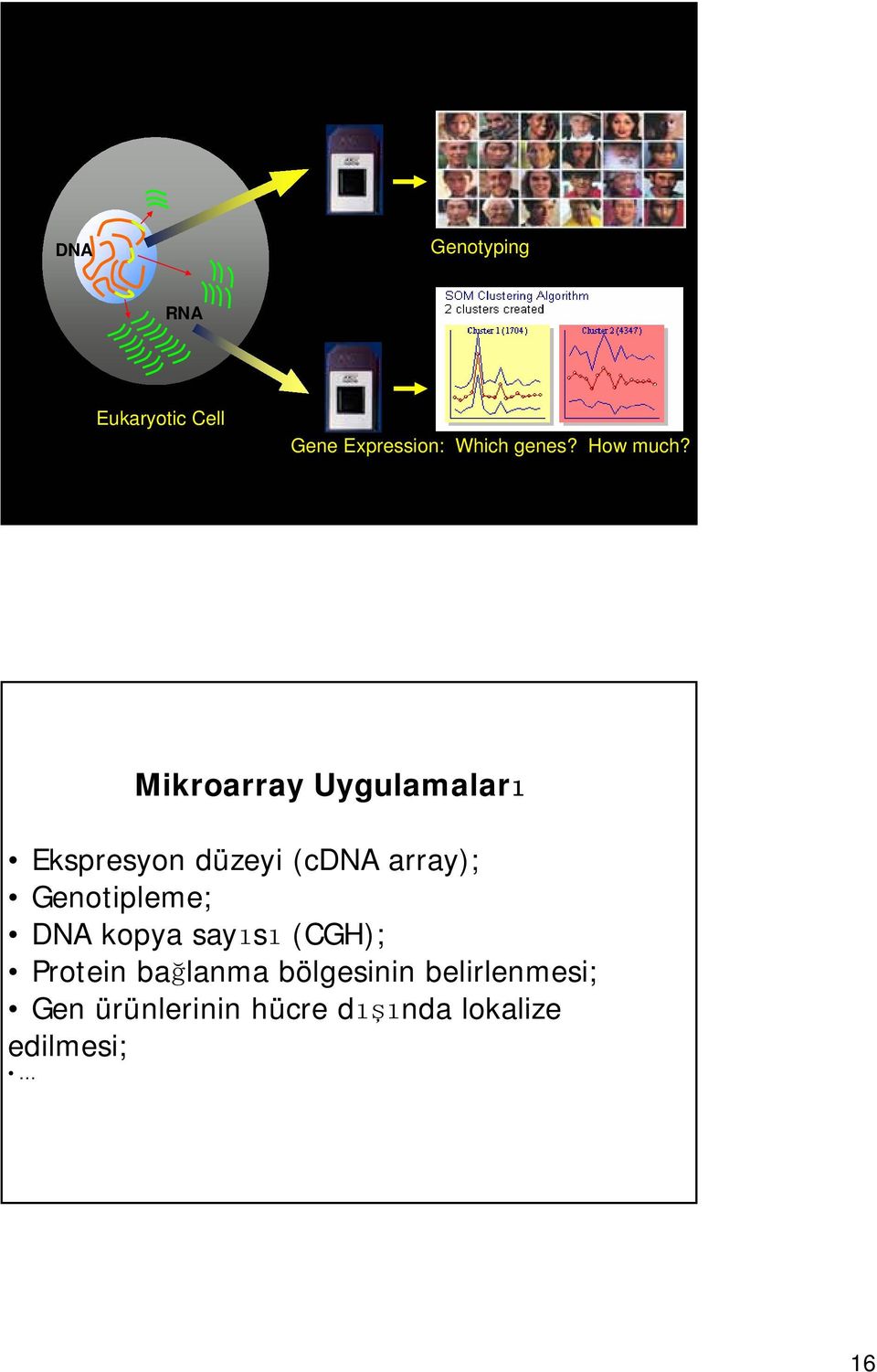 Mikroarray Uygulamalar Ekspresyon düzeyi (cdna array);