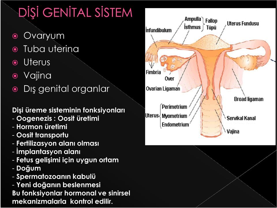 olması - İmplantasyon alanı - Fetus gelişimi için uygun ortam - Doğum - Spermatozoanın